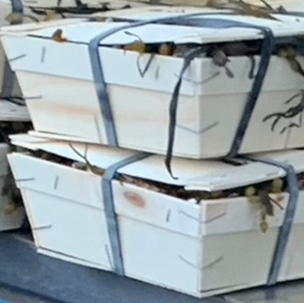 bouriche huitres Oesters creuse n°3 (24 st per kist)