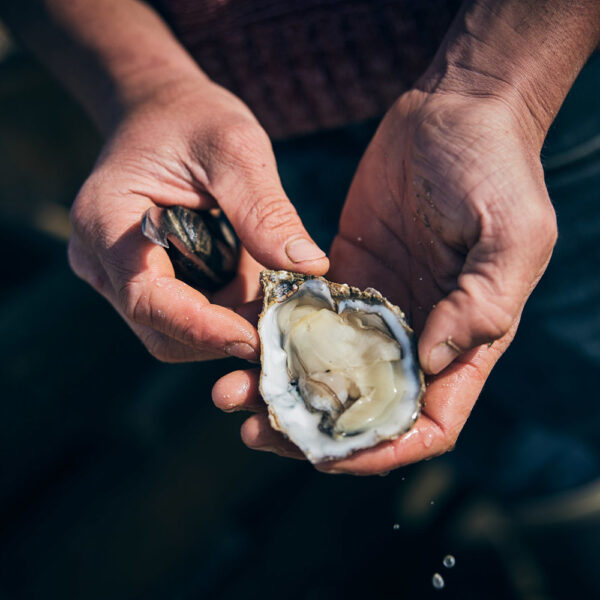 open oester Oesters creuse n°3 (24 st per kist)